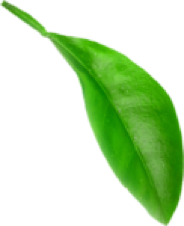 leaf 1