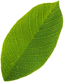 leaf